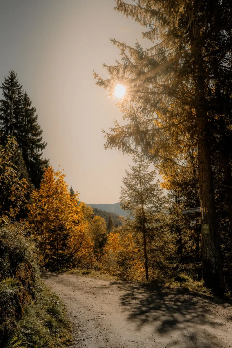 Forest trail